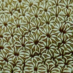 Leaf Coral, photo 3