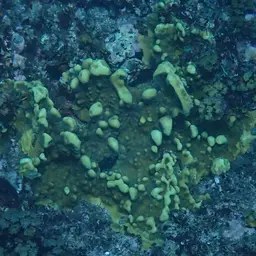 Leaf Coral, photo 4