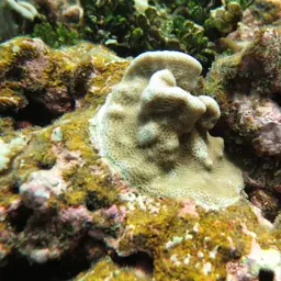 Leaf Coral, photo 5