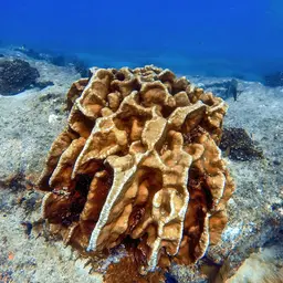 Leaf Coral, photo 6