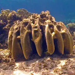 Leaf Coral, photo 7