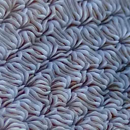 Leaf Coral, photo 8