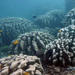 Leaf Coral, photo 9