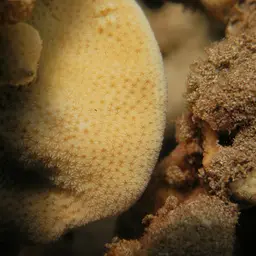 Leaf Coral, photo 10