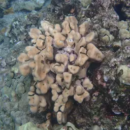 Leaf Coral, photo 11