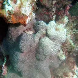 Leaf Coral, photo 12