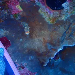 Leaf Coral, photo 2