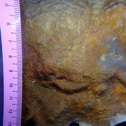 Leaf Coral, photo 3