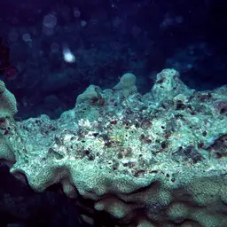 Leaf Coral, photo 4