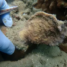 Leaf Coral, photo 5