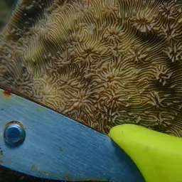 Leaf Coral, photo 6