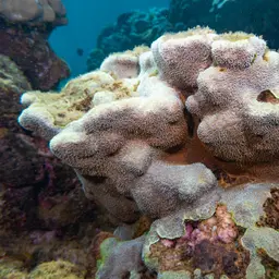 Leaf Coral, photo 7
