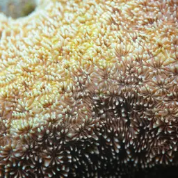 Leaf Coral, photo 1