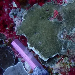 Leaf Coral, photo 8