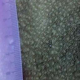 Leaf Coral, photo 9