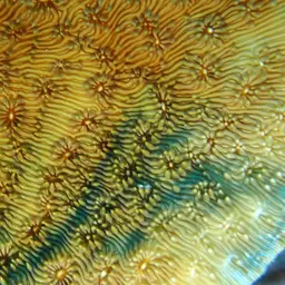 Leaf Coral, photo 11