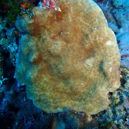 Leaf Coral, photo 12