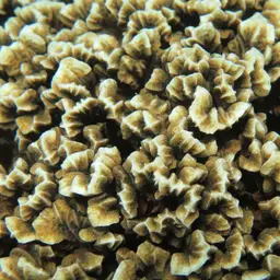 Leaf Coral, photo 2