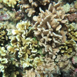 Leaf Coral, photo 3