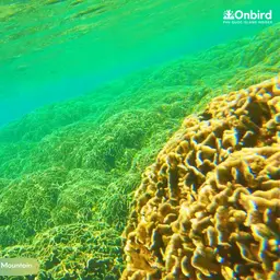 Leaf Coral, photo 4