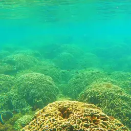 Leaf Coral, photo 5