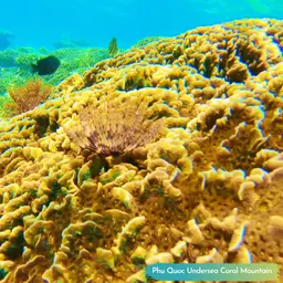 Leaf Coral, photo 6