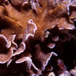 Leaf Coral, photo 7