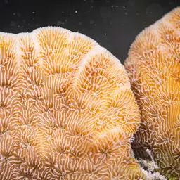 Leaf Coral, photo 1