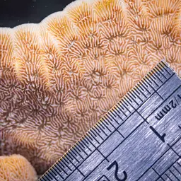 Leaf Coral, photo 8