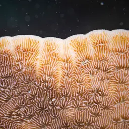 Leaf Coral, photo 9