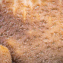 Leaf Coral, photo 10
