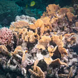 Leaf Coral, photo 11