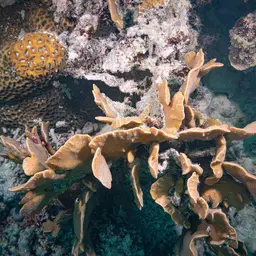 Leaf Coral, photo 12