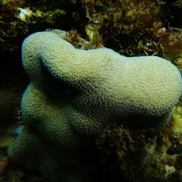 Cactus Coral