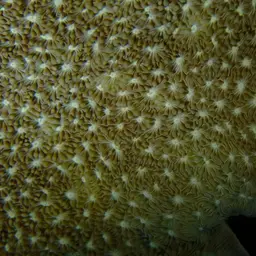 Cactus Coral, photo 2