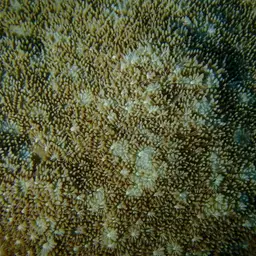 Cactus Coral, photo 3