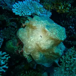 Cactus Coral, photo 4