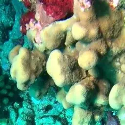 Cactus Coral, photo 6
