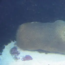 Leaf Coral, photo 2