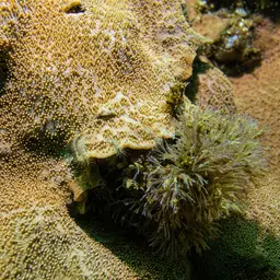 Leaf Coral, photo 1