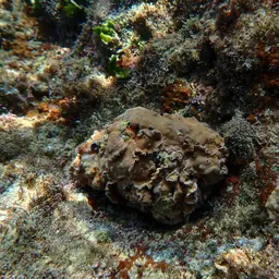 Leaf Coral, photo 3