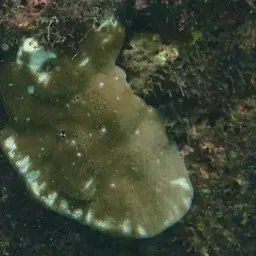 Leaf Coral, photo 4