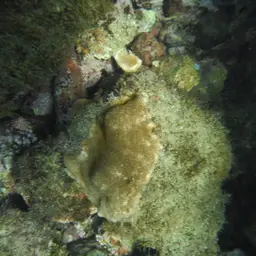 Leaf Coral, photo 5