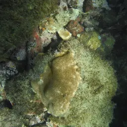 Leaf Coral, photo 6