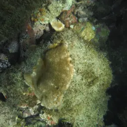 Leaf Coral, photo 7