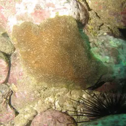 Leaf Coral, photo 8
