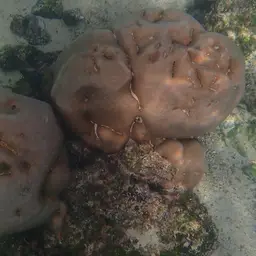 Leaf Coral, photo 9