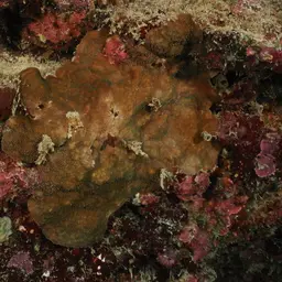 Leaf Coral, photo 10