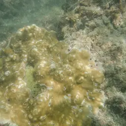 Leaf Coral, photo 11