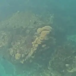 Leaf Coral, photo 12